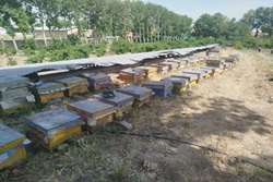 فعالیت ۱۴۰ زنبورستان در شهرستان طرقبه و شاندیز / نظارت بهداشتی بر تولید سالانه 28 تن عسل 